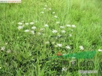 水芹 水英、細(xì)本山芹菜、牛草、楚葵、刀芹、蜀芹、野芹菜