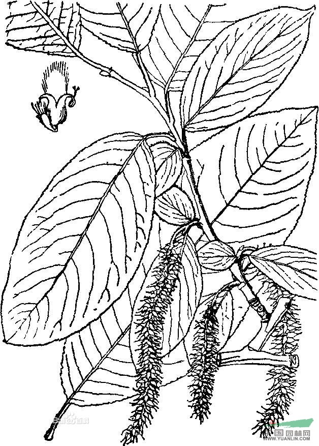 川鄂柳 