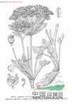 松潘棱子芹 異傘棱子芹(中國(guó)高等植物圖鑒) 黃羌(陜西太白)