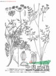 粗糙西風(fēng)芹 川防風(fēng)(四川道孚)，防風(fēng)(青海同仁)，西風(fēng)(四川)