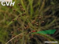 水虱草 