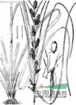 黑莎草 大頭茅草、鹼草茅草、瘦狗母