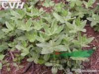 輪葉八寶 輪葉景天 (拉漢種子植物名稱) 一代宗 (陜西) 還魂草 (秦嶺植物志) 巖三七、胡豆七（湖北）