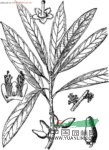 羊舌樹 