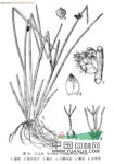 水毛花 席草〔廣東)、茫草