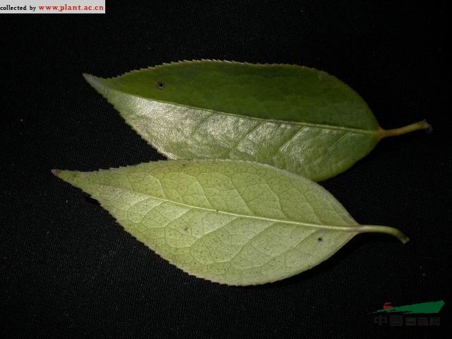 長(zhǎng)瓣短柱茶 閩顎山茶