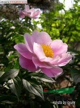 草芍藥 山芍藥、野芍藥、土白芍