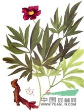 川赤芍 赤芍、山芍藥、紅芍、花葉紅芍