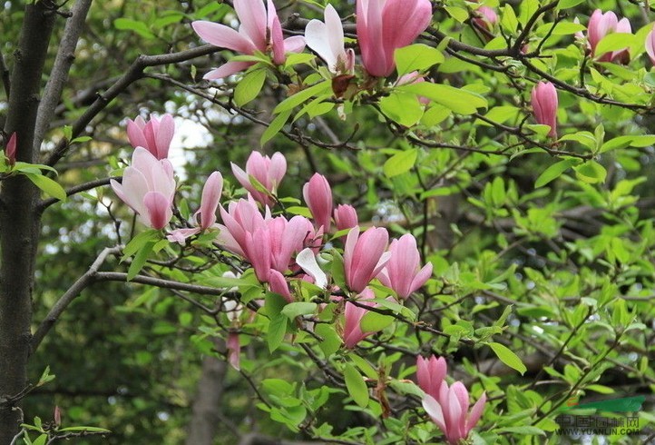 紅玉蘭 木筆花、木蘭花、辛夷。