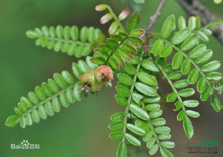 華西小石積 老雅果、棱花果樹、沙糖果、砂糖果、、華西小石秋、小葉石積木