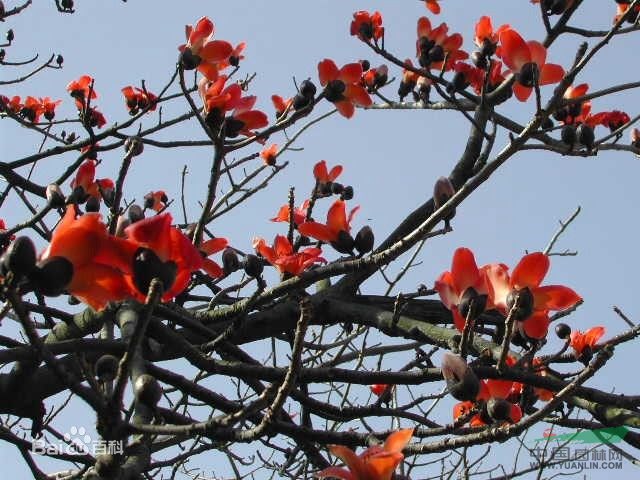 木棉樹 攀枝花、莫連、紅茉莉、莫連花、紅棉、斑芒樹